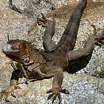 Thumb for Bonaire and Aruba